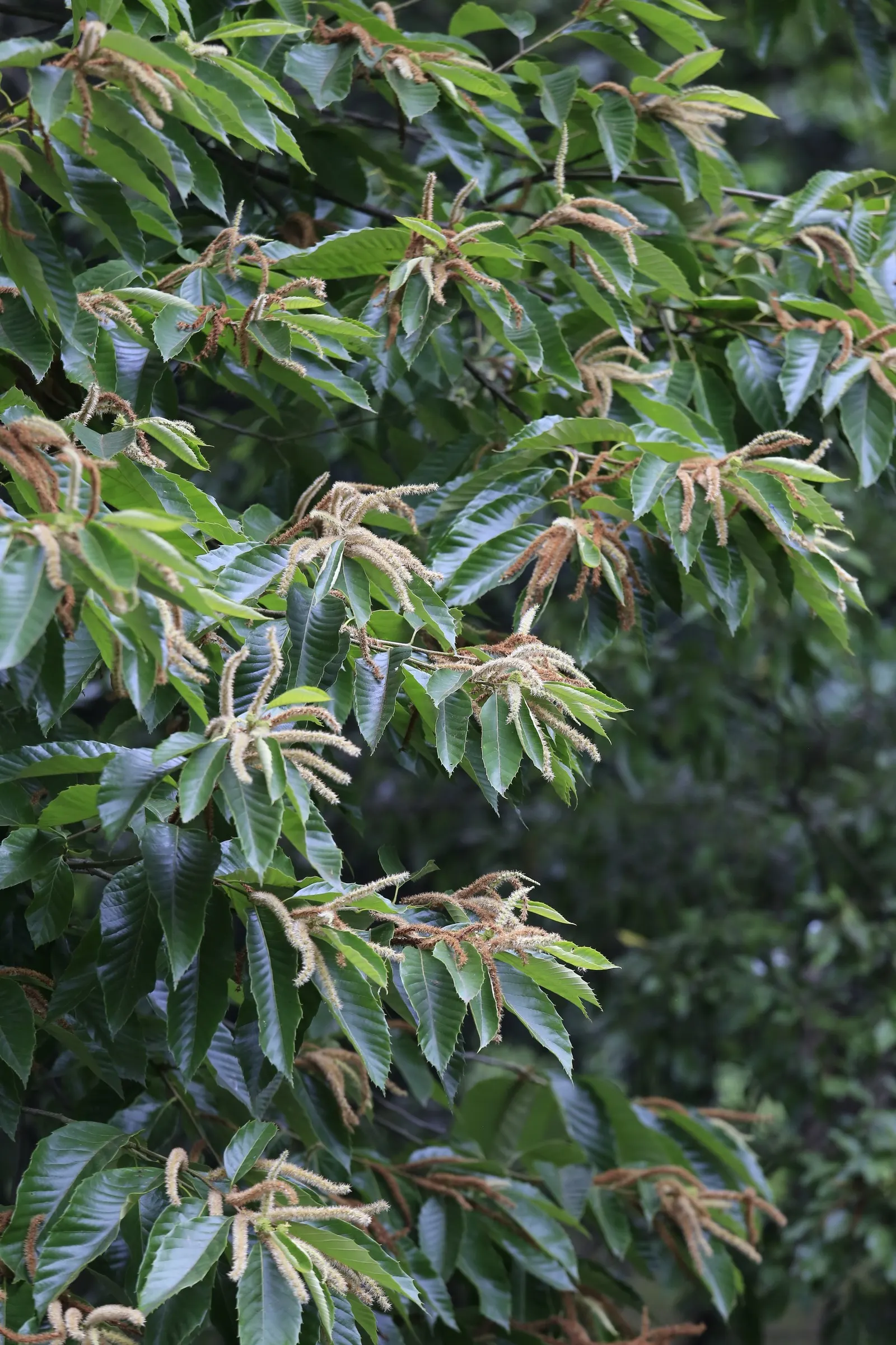 Chinese Chestnut (Castanea Mollissima) — Its leaves are oblong-lanceolate; broad crown that provides a dense canopy of shade