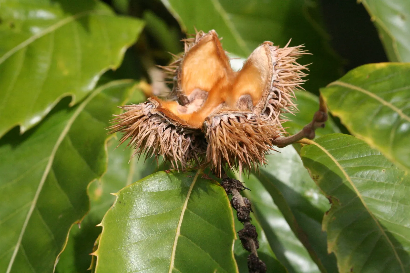Chinese Chestnut (Castanea Mollissima) — the Chinese Chestnut serves as an excellent shade tree