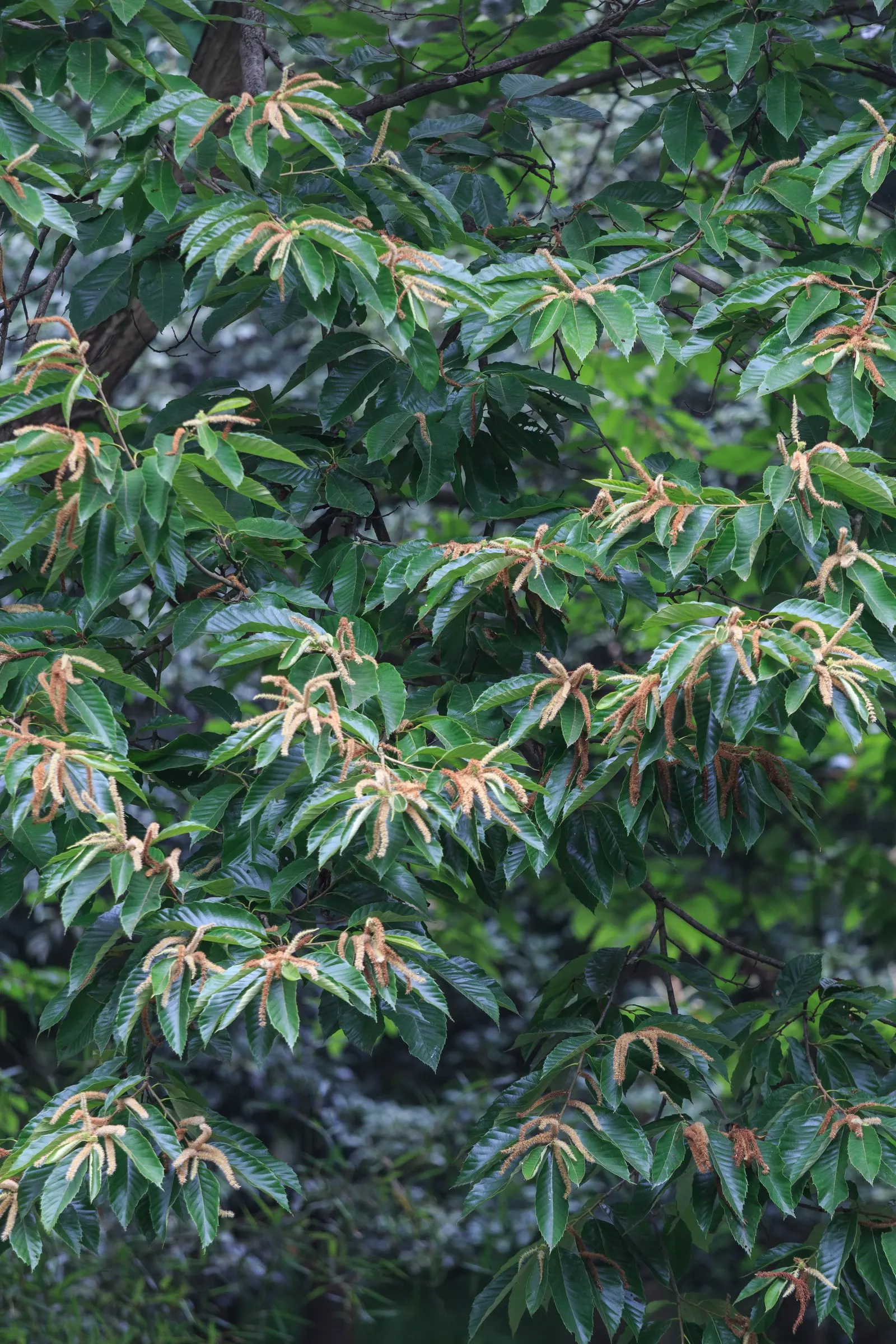 Chinese Chestnut (Castanea Mollissima) — The Chinese Chestnut (Castanea mollissima) is a hardy deciduous tree; it‚Äôs blight-resistant, with a spread of 40-60