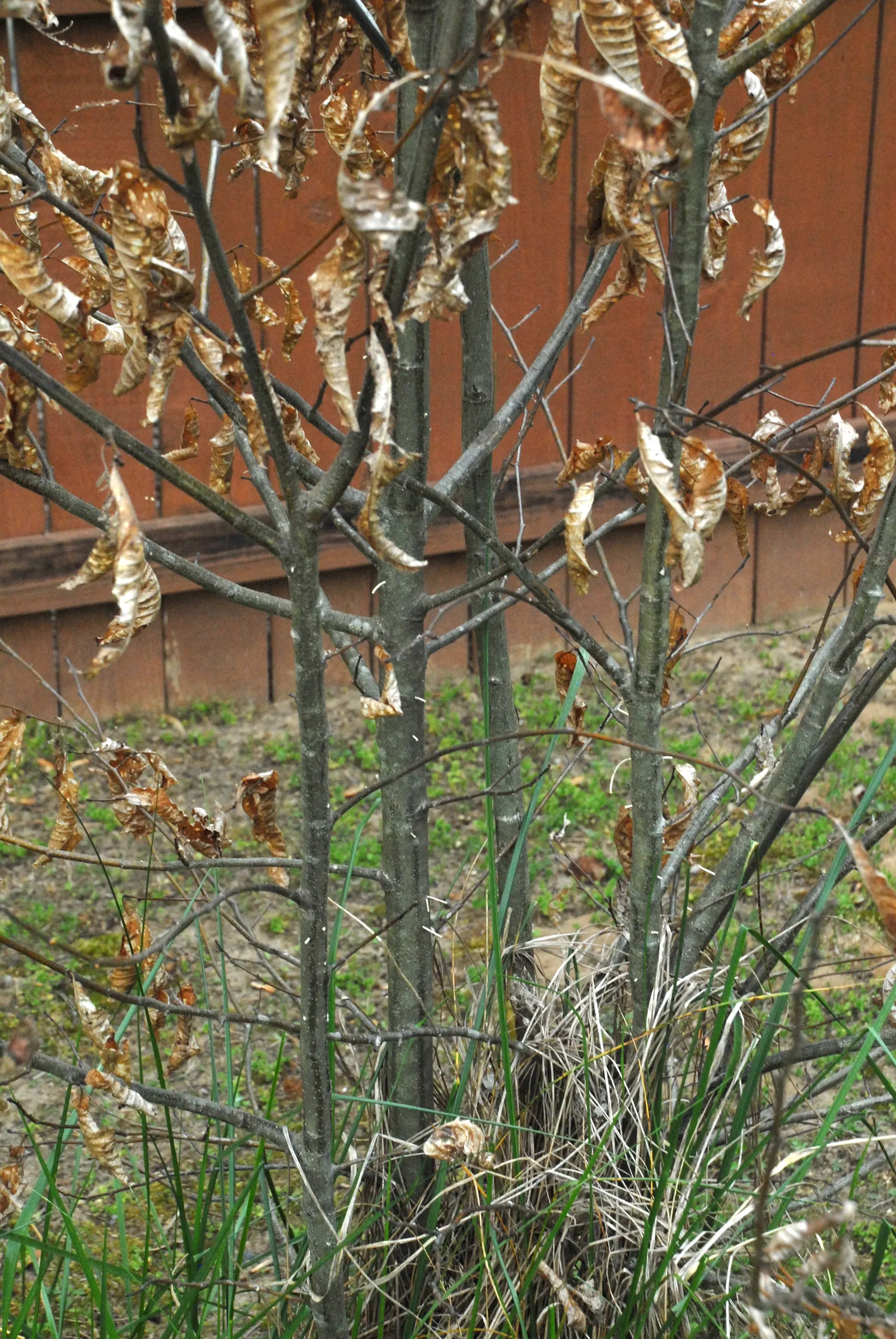 Chinese Chestnut (Castanea Mollissima) — Flowers emerge in summer as long; this tree also offers significant disease resistance