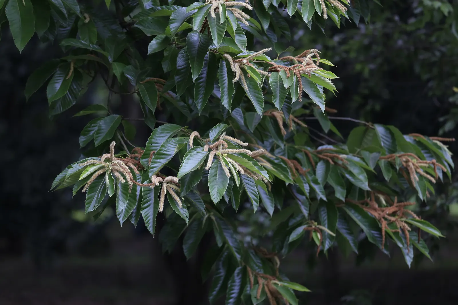 Chinese Chestnut (Castanea Mollissima) — Often growing to a height of 40-60 feet with a spread of 40-60 feet at maturity; castanea mollissima thrives in