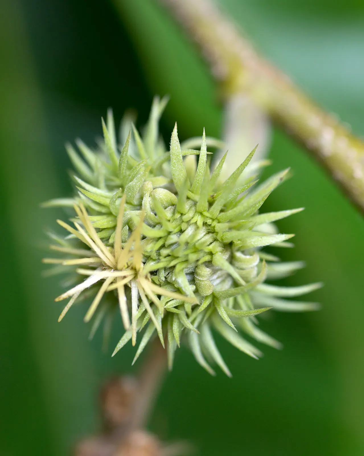 Chinese Chestnut (Castanea Mollissima) — with a coarsely toothed margin and a dark green hue; bringing squirrels and various birds