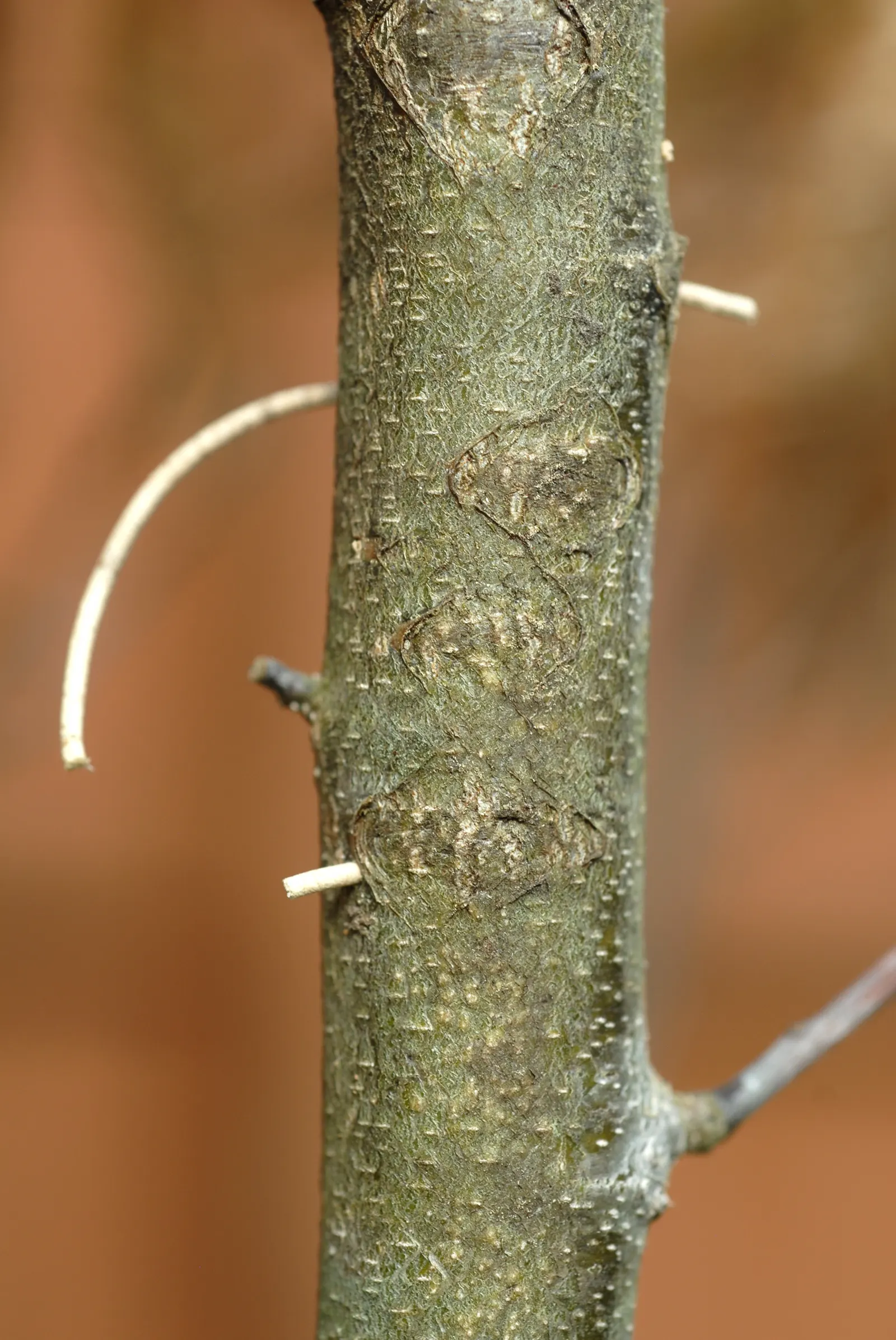 Chinese Chestnut (Castanea Mollissima) — It‚Äôs blight-resistant, with a spread of 40-60 feet, suitable for large spaces; most notably to the chestnut blight