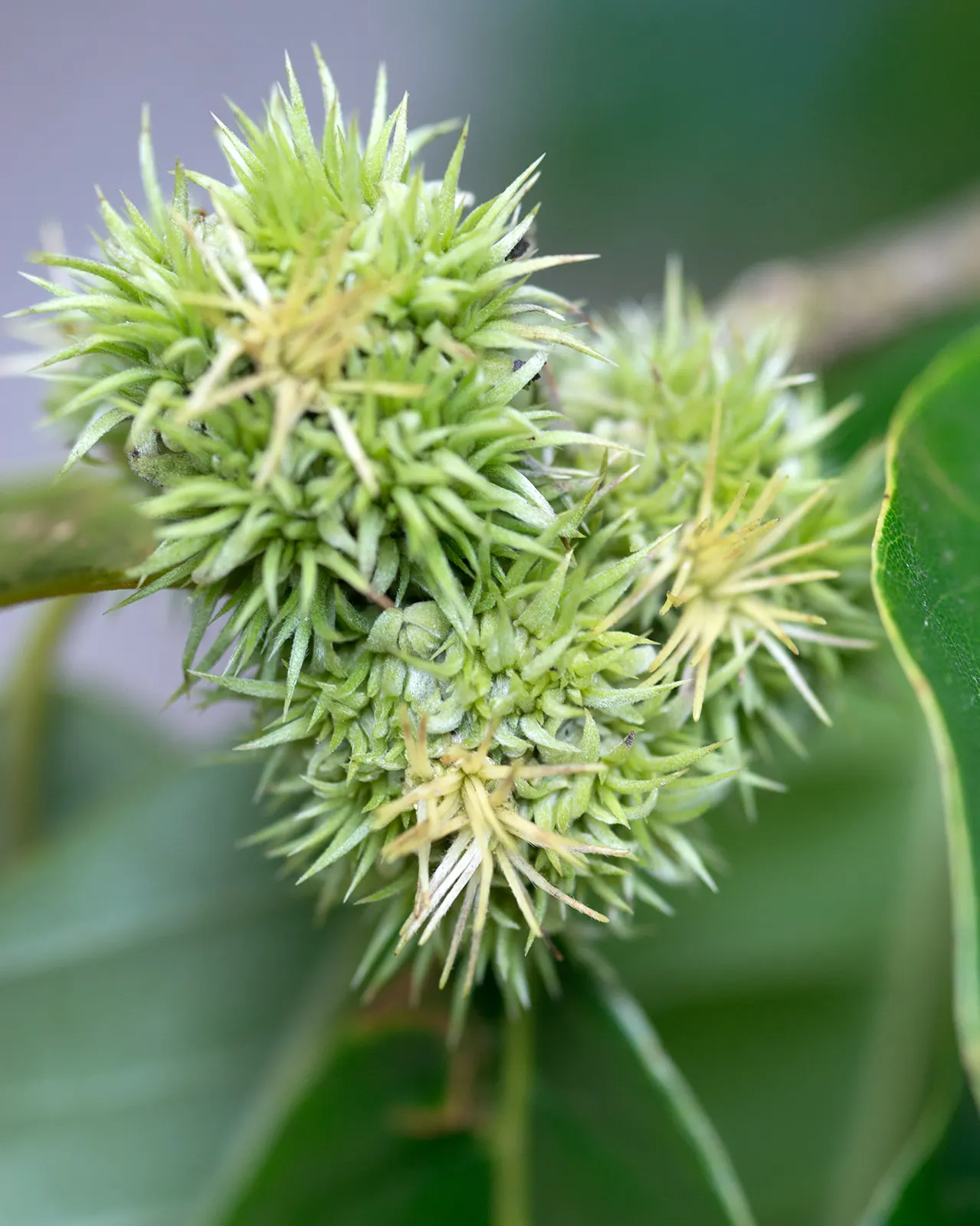 Chinese Chestnut (Castanea Mollissima) — This tree also offers significant disease resistance