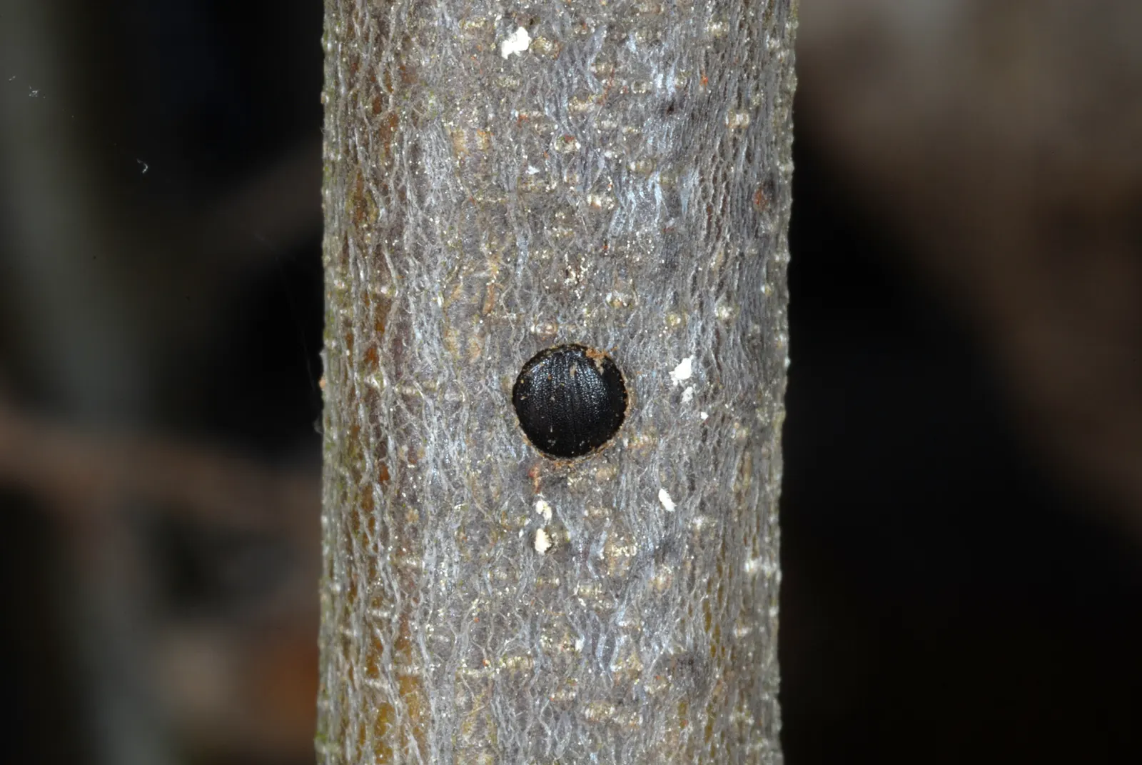 Chinese Chestnut (Castanea Mollissima) — The Chinese Chestnut (Castanea mollissima) is a hardy deciduous tree