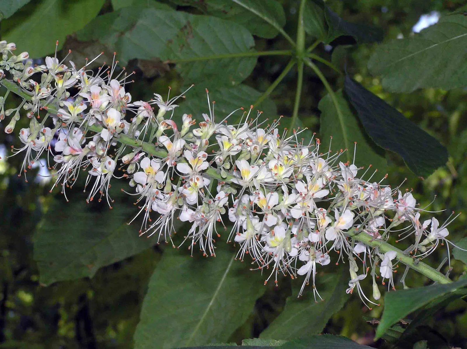 Chinese Chestnut (Castanea Mollissima) — with male flowers at the upper part and few female flowers at the base