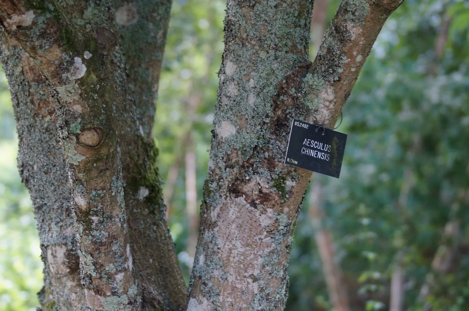 Chinese Chestnut (Castanea Mollissima) — Castanea mollissima thrives in well-drained; typically measuring 3-6 inches long and 1-3 inches wide