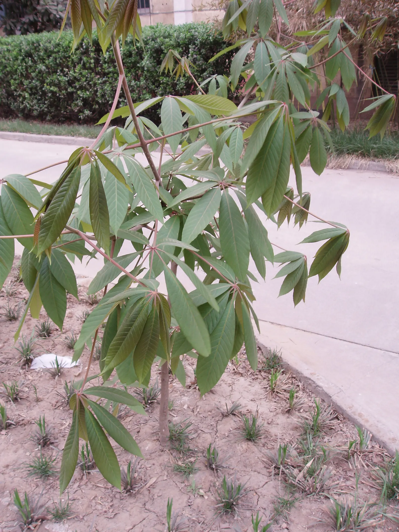 Chinese Chestnut (Castanea Mollissima) — Nut harvesting appeals to wildlife and humans alike, enhancing its utility in diverse landscape designs