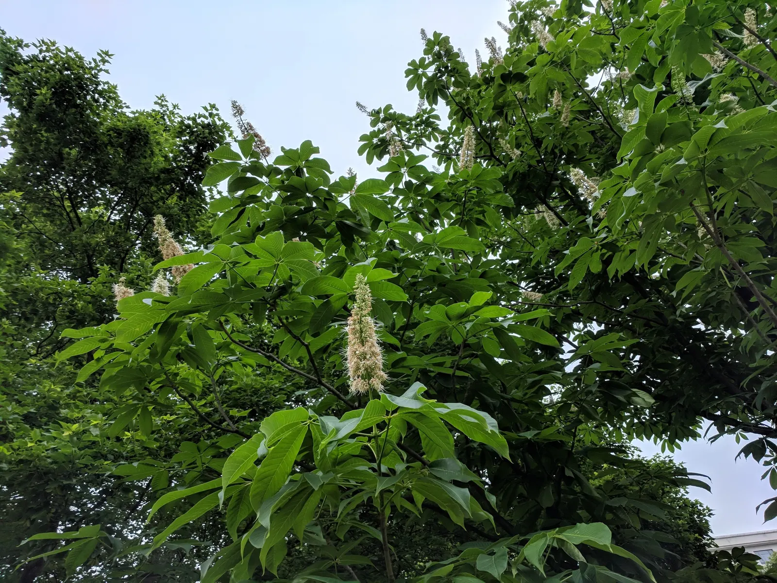 Chinese Chestnut (Castanea Mollissima) — It‚Äôs blight-resistant, with a spread of 40-60 feet, suitable for large spaces