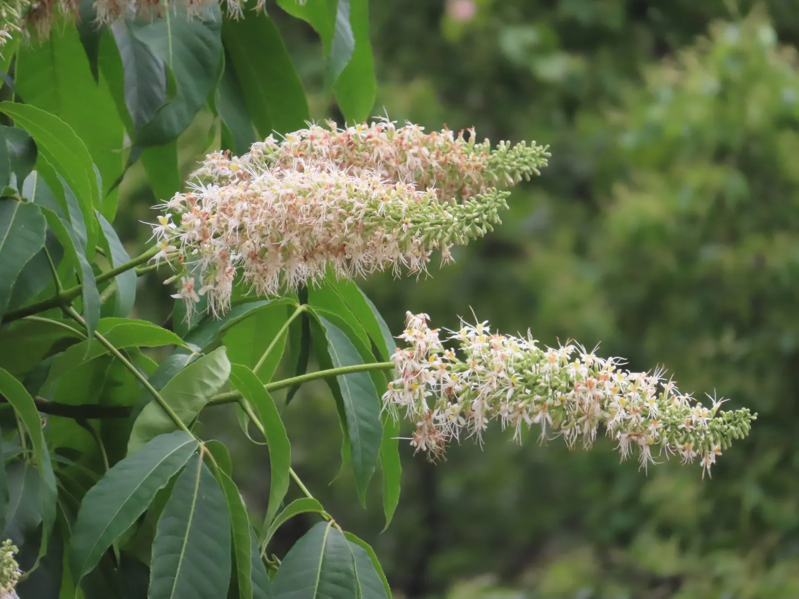 Chinese Chestnut (Castanea Mollissima) — this species possesses a rounded