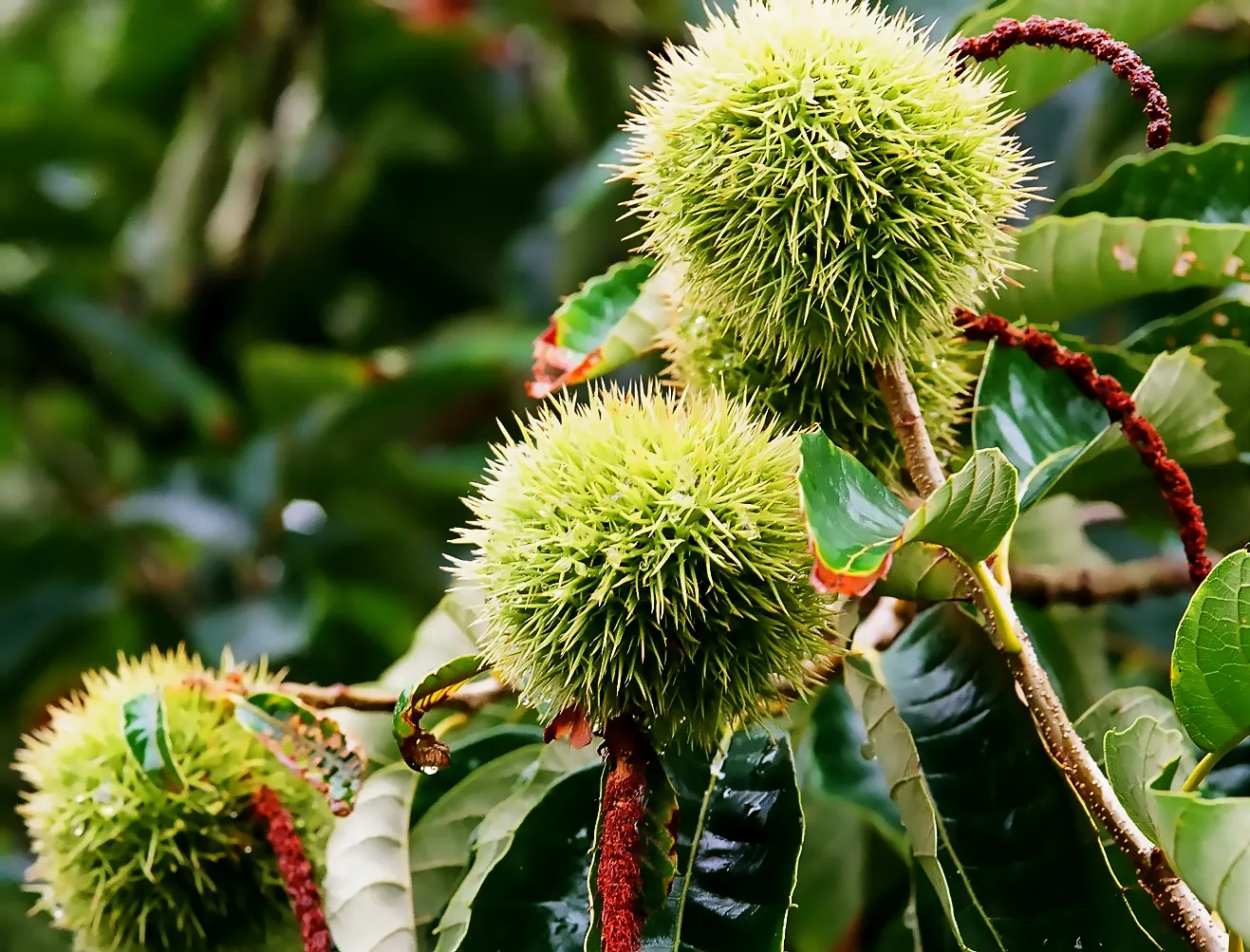 Chinese Chestnut (Castanea Mollissima) — valued for its proliferation of edible nuts and broad canopy reaching 40-60 feet wide