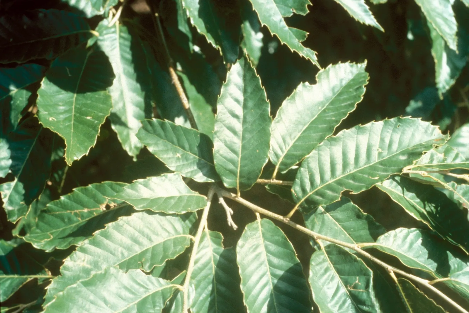 Chinese Chestnut (Castanea Mollissima) — tree for full