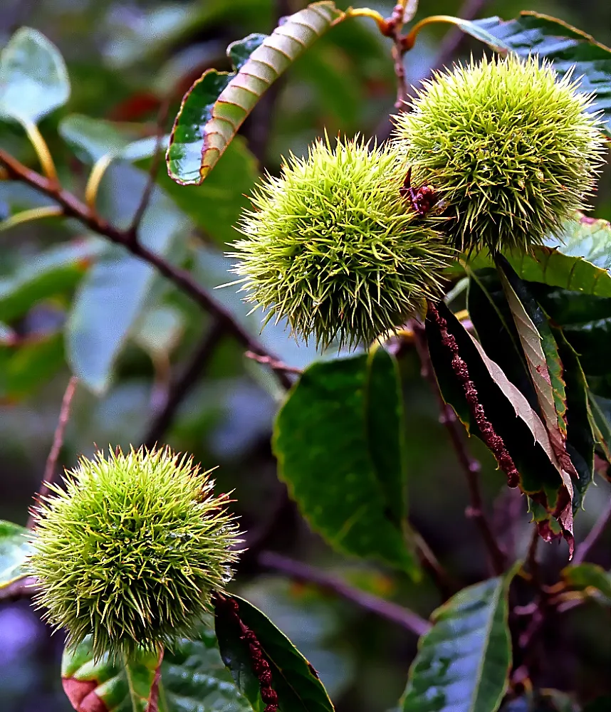 Chinese Chestnut (Castanea Mollissima) — highly regarded for their sweet flavor.<br><br>Ideal for use in large landscapes