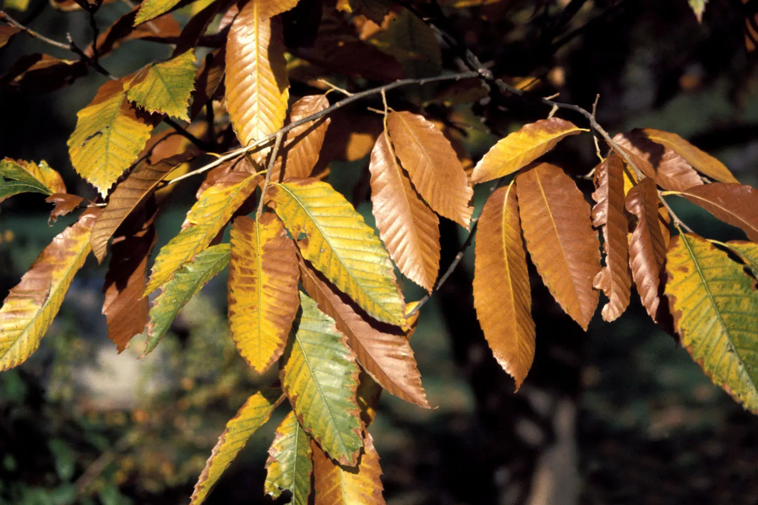 Chinese Chestnut (Castanea Mollissima) — this species possesses a rounded; or a focal point in a woodland garden