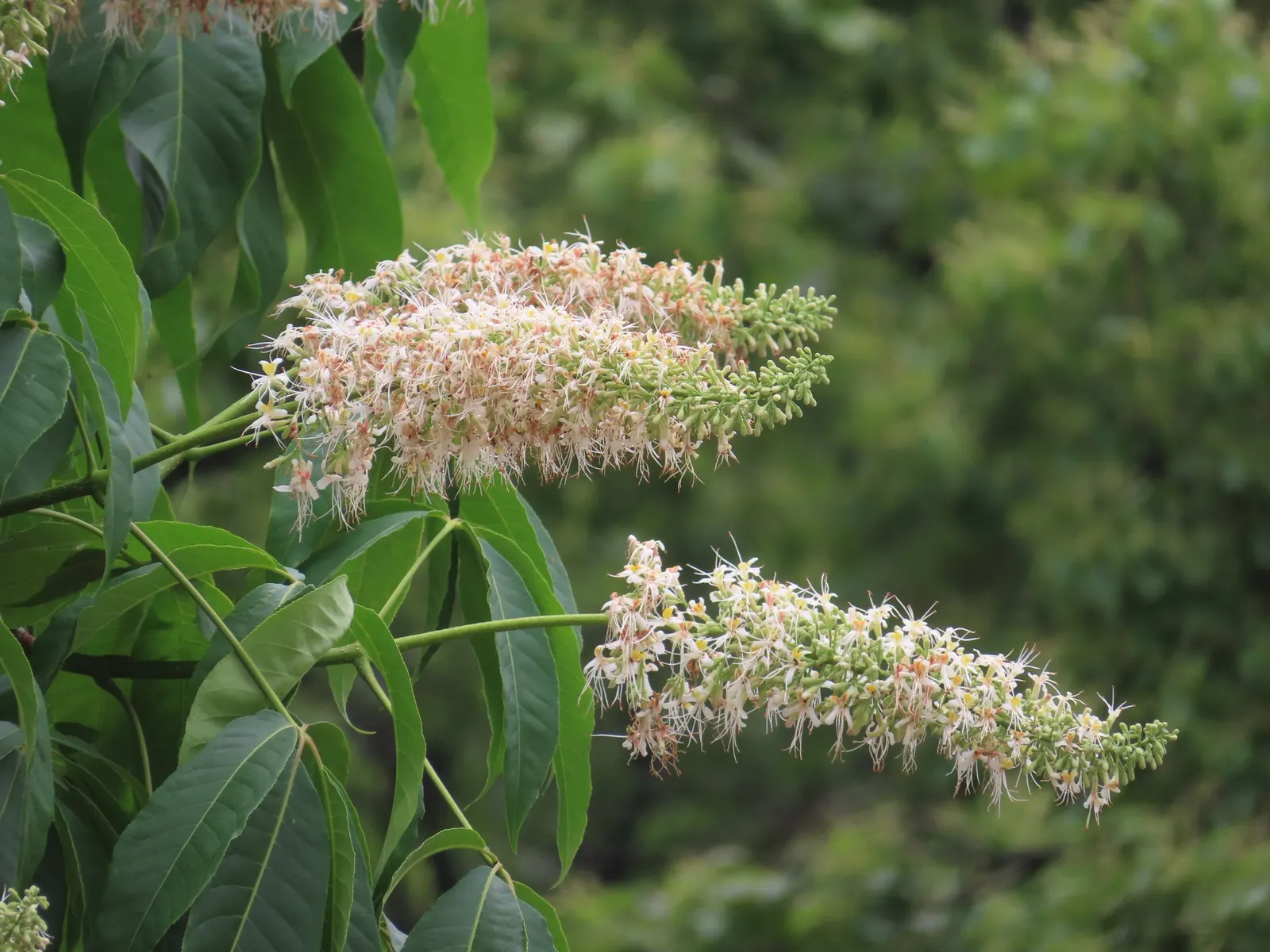 Chinese Chestnut (Castanea Mollissima) — being drought-tolerant once established; these produce spiny husks that split open in the fall to reveal one to three