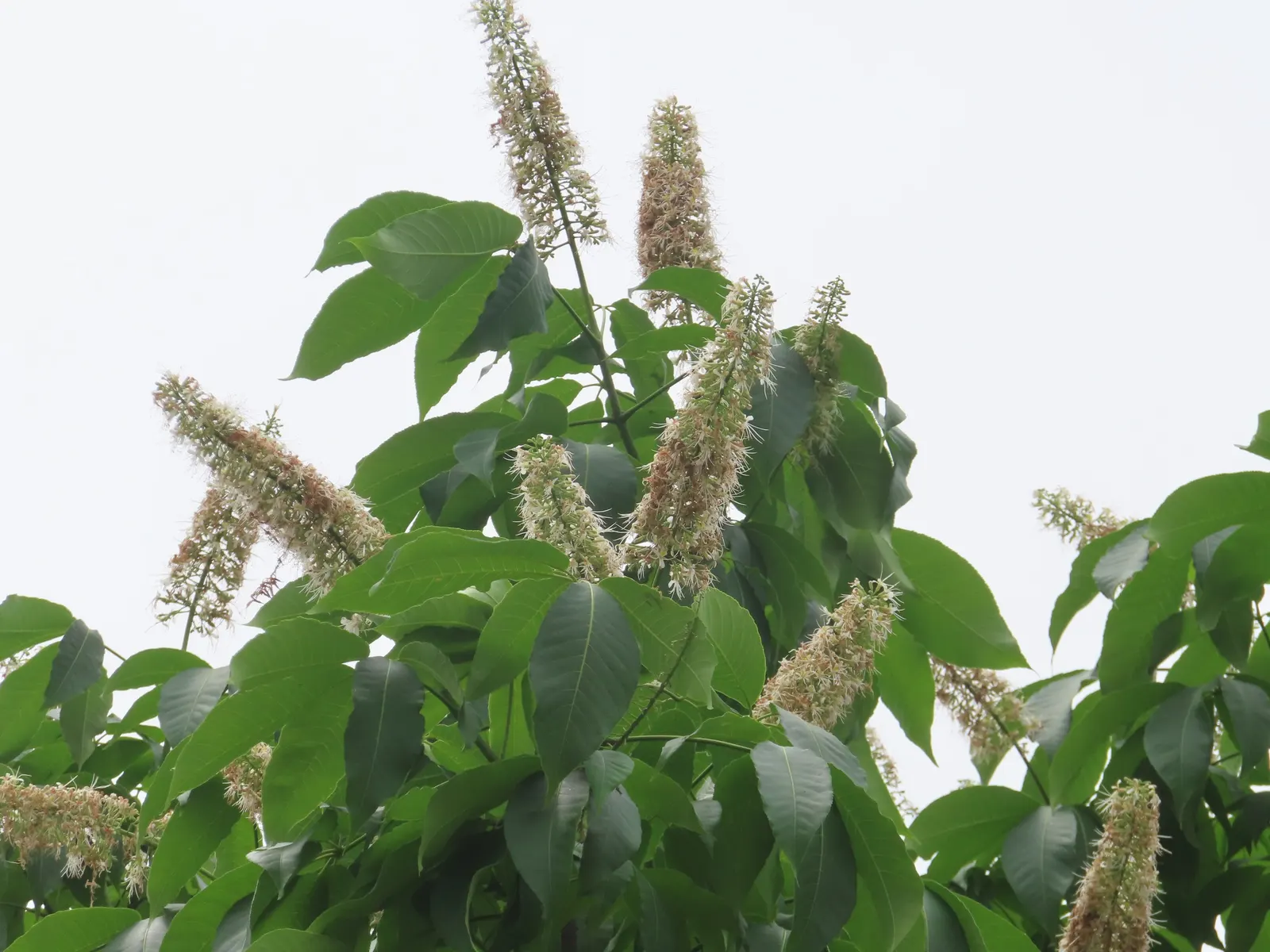 Chinese Chestnut (Castanea Mollissima) — these produce spiny husks that split open in the fall to reveal one to three shiny