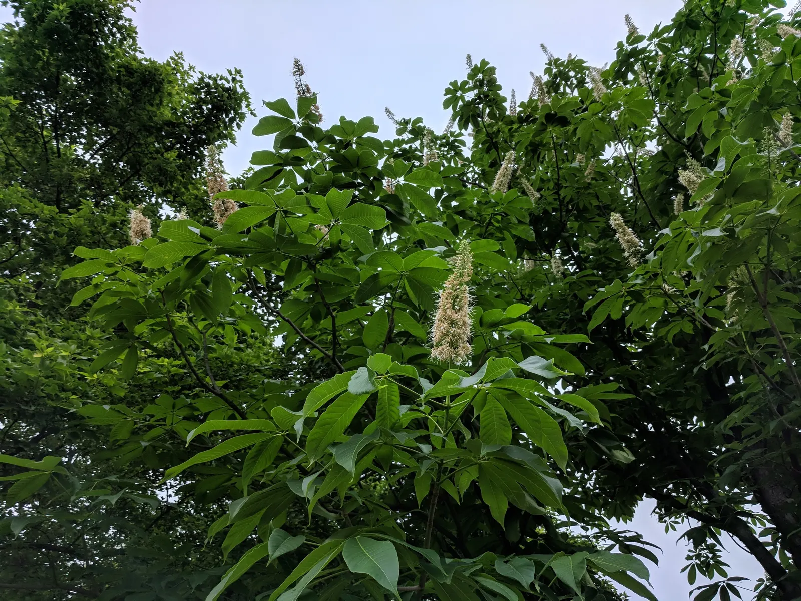 Chinese Chestnut (Castanea Mollissima) — with a coarsely toothed margin and a dark green hue
