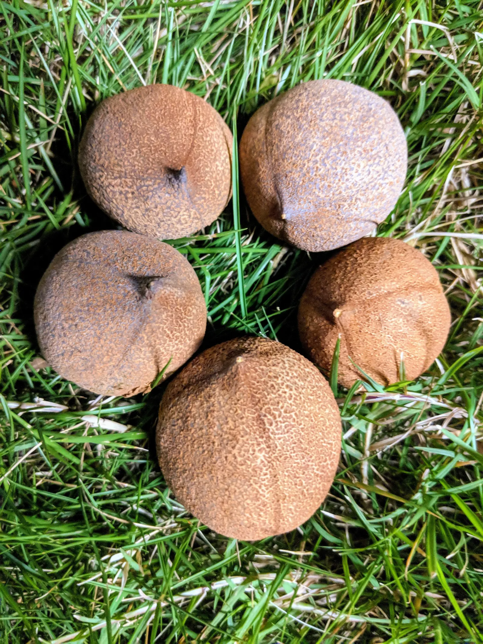 Chinese Chestnut (Castanea Mollissima) — typically measuring 3-6 inches long and 1-3 inches wide; flowers emerge in summer as long
