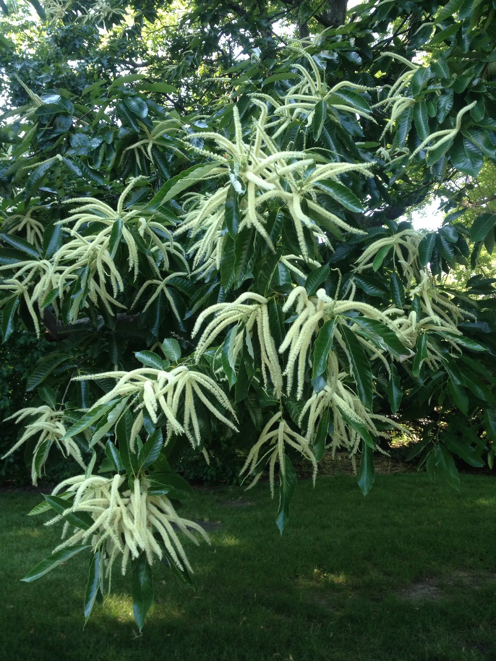 Chinese Chestnut (Castanea Mollissima) — It thrives in zones 4-8 with sun exposure, offering significant shade and autumnal yellow foliage; highly regarded for