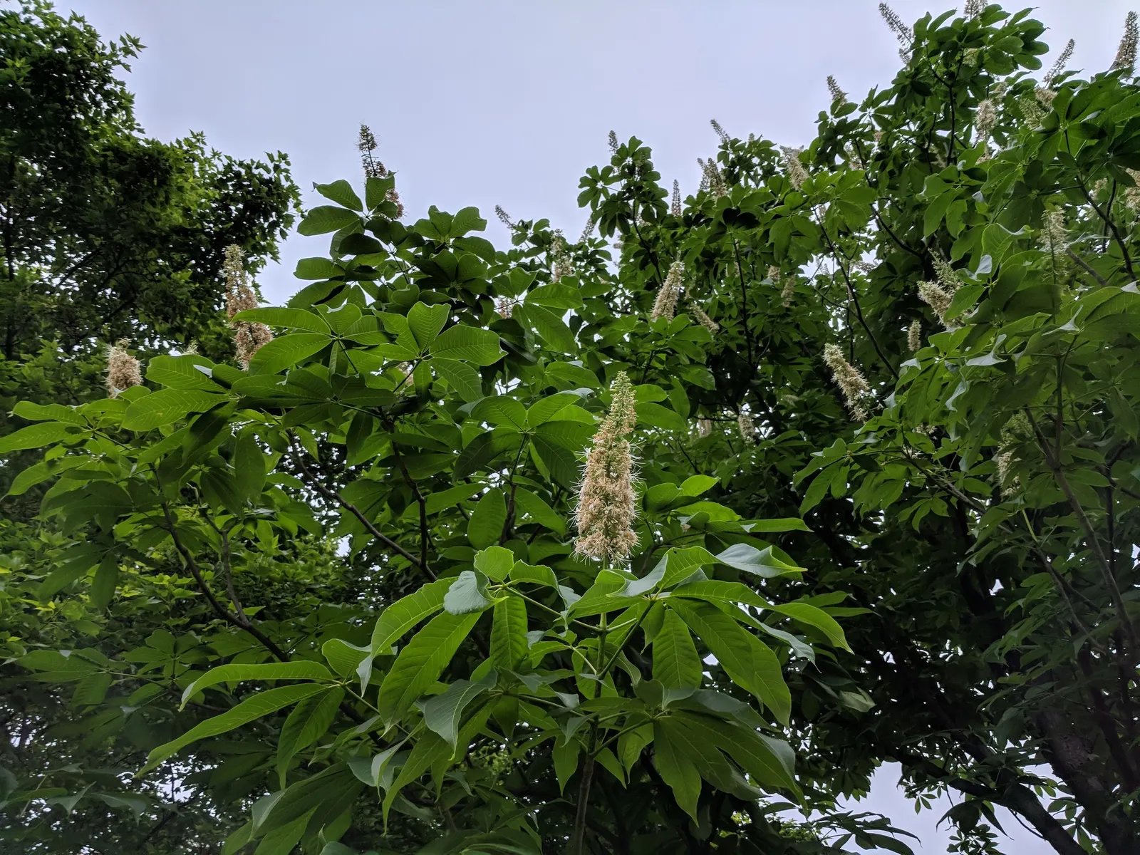 Chinese Chestnut (Castanea Mollissima) — being drought-tolerant once established