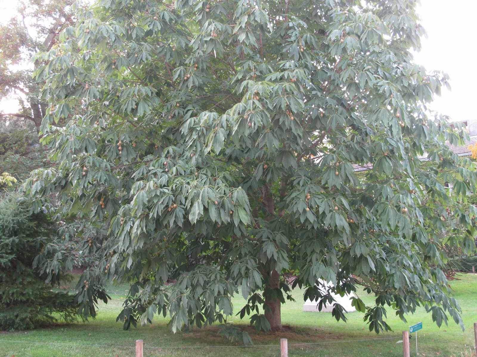 Chinese Chestnut (Castanea Mollissima) — Castanea mollissima thrives in well-drained