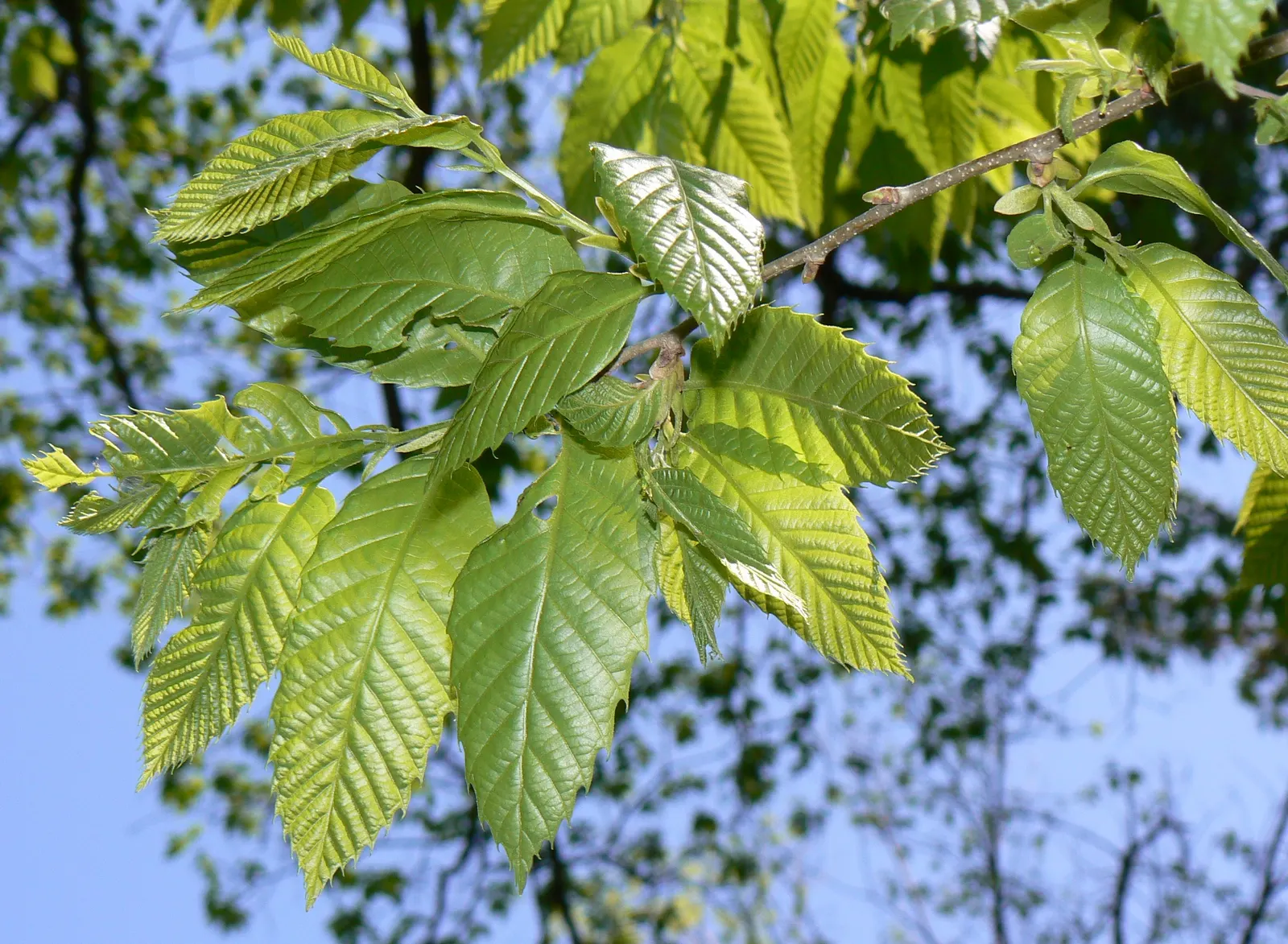 Chinese Chestnut (Castanea Mollissima) — or a focal point in a woodland garden