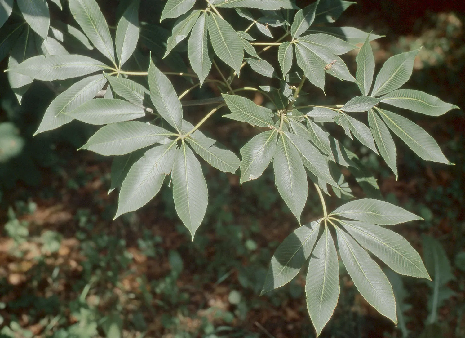 Chinese Chestnut (Castanea Mollissima) — typically measuring 3-6 inches long and 1-3 inches wide