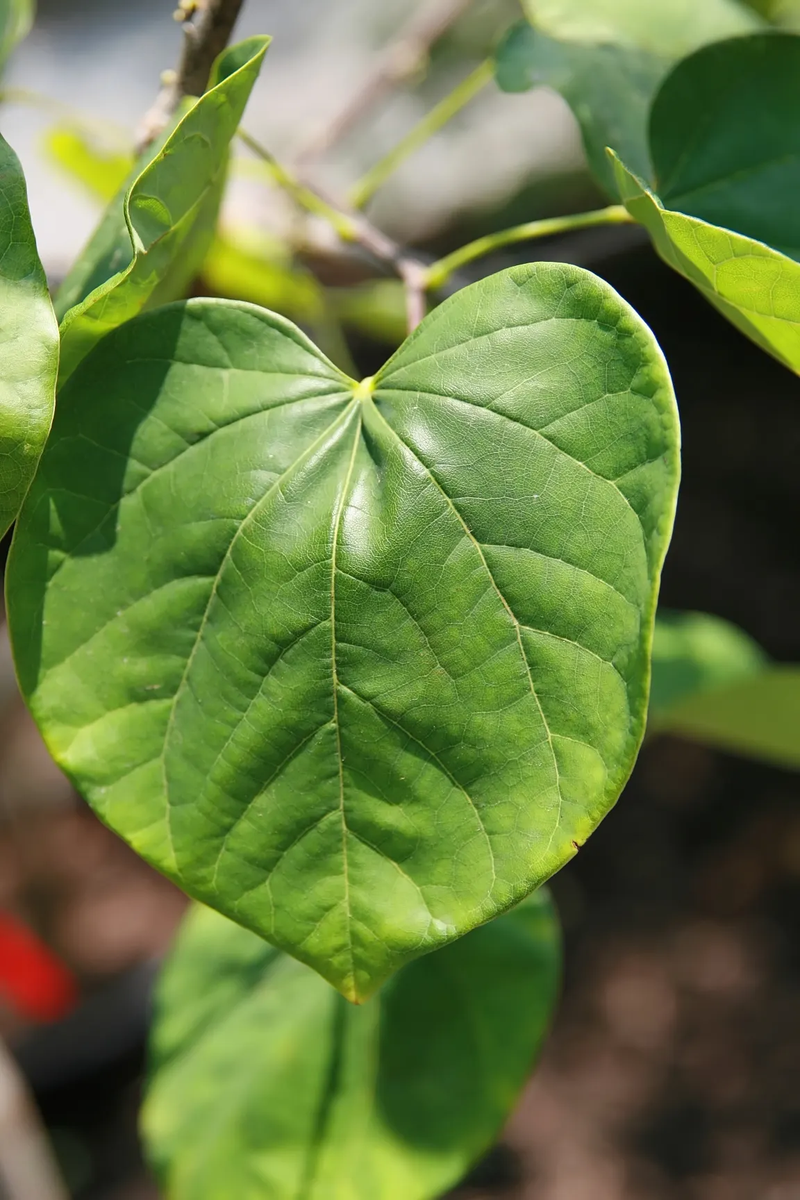 Eastern Redbud (Cercis Canadensis) — this deciduous tree typically reaches a height of 20 to 30 feet with a similar spread