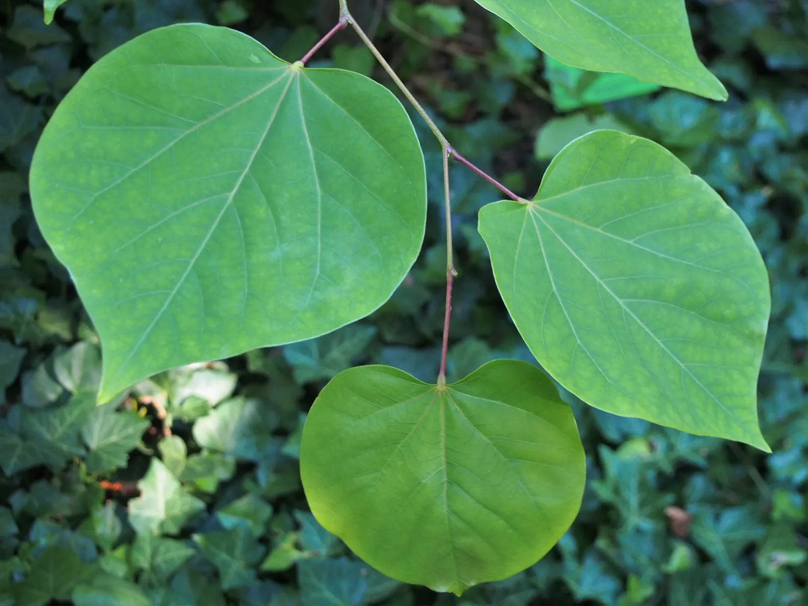 Eastern Redbud (Cercis Canadensis) — it is a low-maintenance choice ideal for small yards; minimal pruning is required to maintain its graceful shape