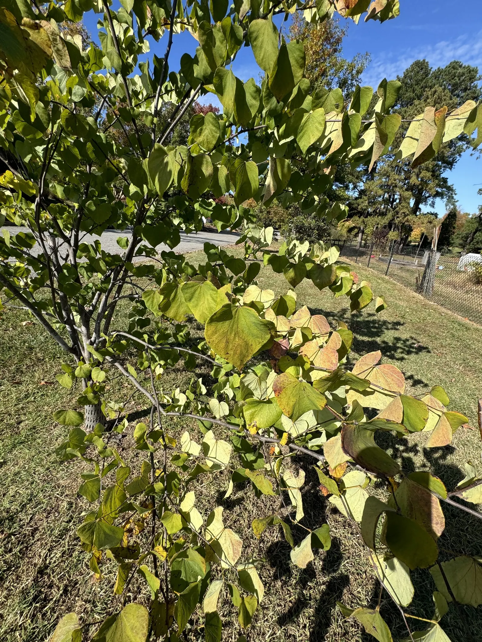 Eastern Redbud (Cercis Canadensis) — Native to eastern North America; known for its vibrant pink to magenta spring blooms