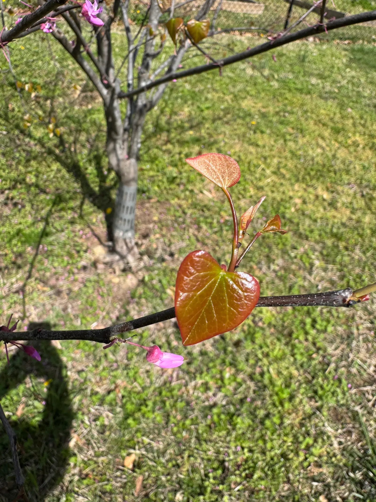 Eastern Redbud (Cercis Canadensis) — boasting a stunning floral display and year-round interest; with a moderate growth rate