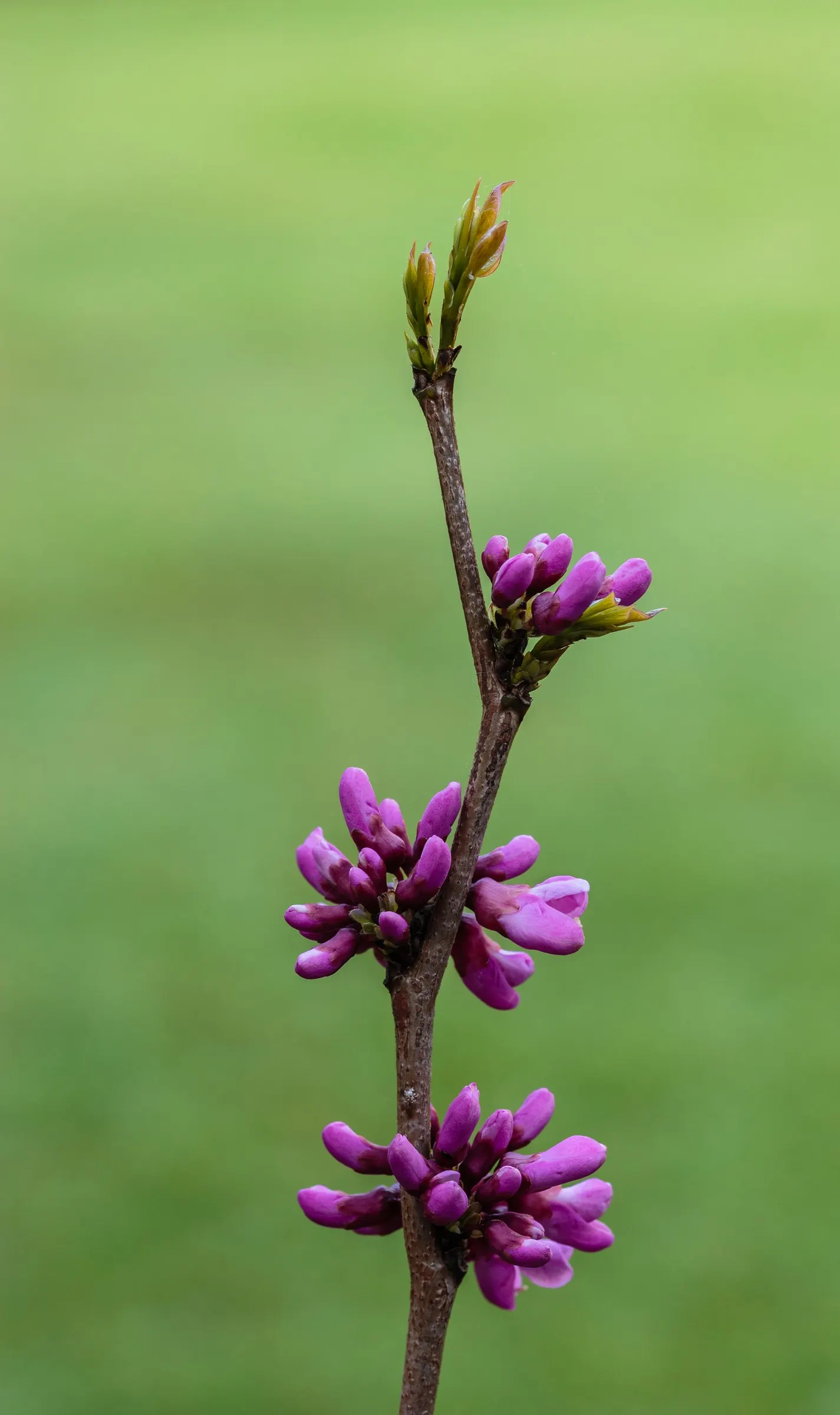 Eastern Redbud (Cercis Canadensis) — Eastern Redbud (Cercis canadensis) is a striking deciduous tree, native to eastern North America; the heart-shaped leaves