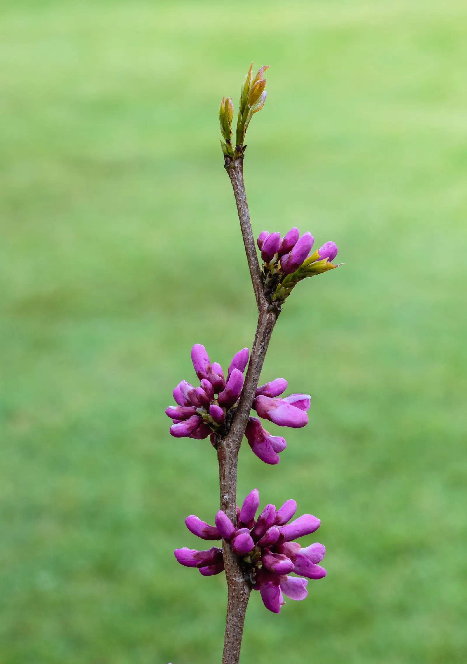 Eastern Redbud (Cercis Canadensis) — pink and red flowers in the garden; this ornamental beauty reaches 20-30 ft tall with a similar spread, showcasing a