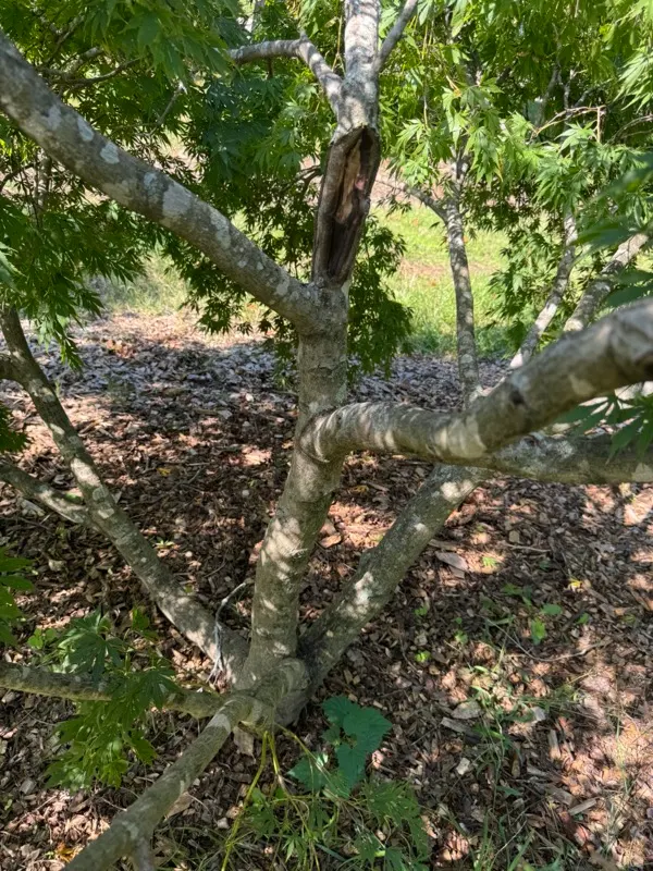 Eastern Redbud (Cercis Canadensis) — Native to eastern North America