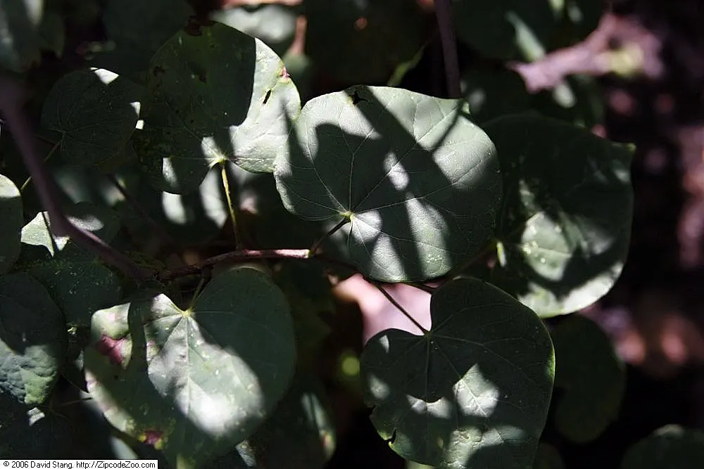 Eastern Redbud (Cercis Canadensis) — Hardy in USDA zones 4-9, it thrives in full sun to partial shade and prefers well-drained soils