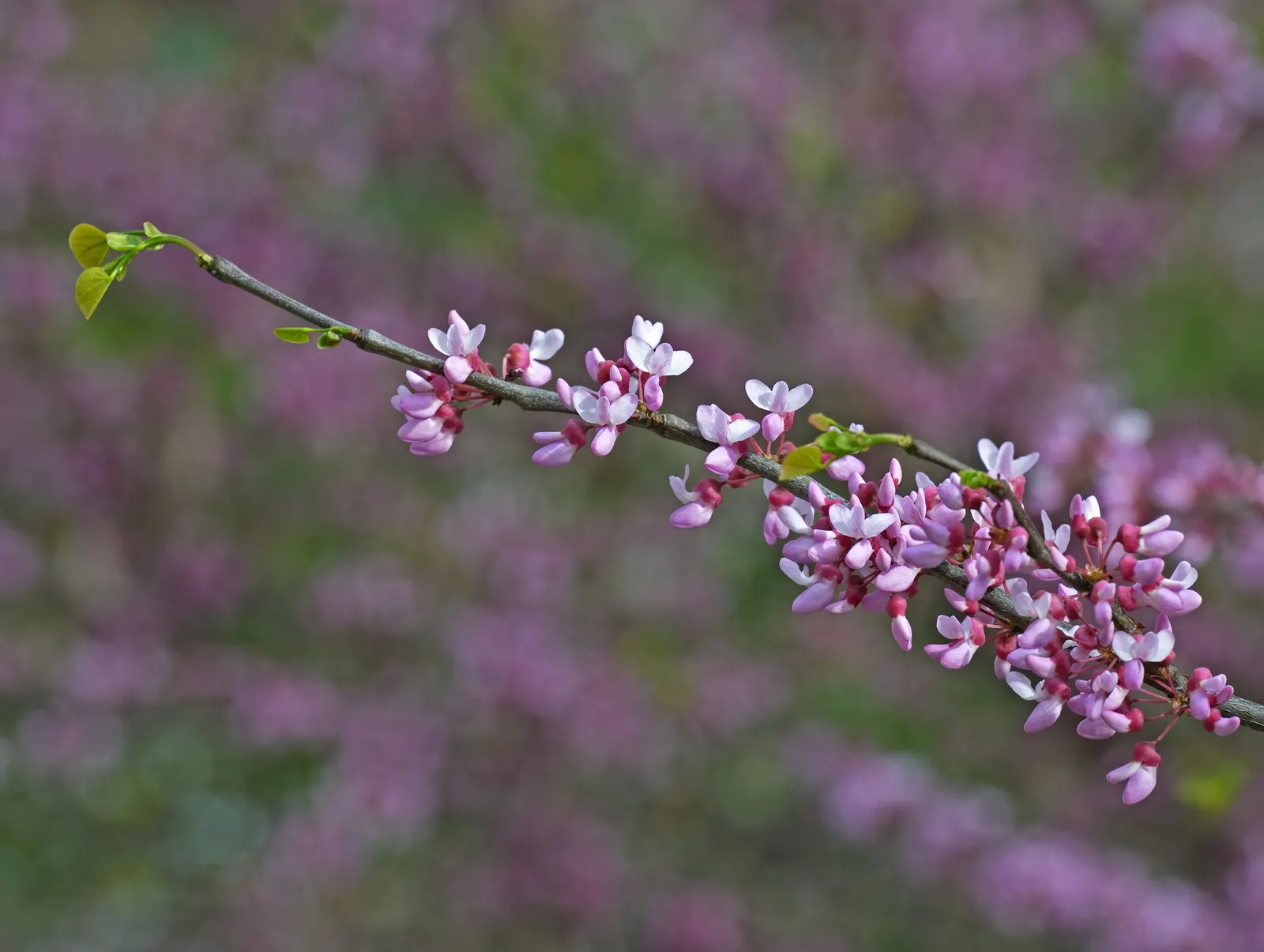 Eastern Redbud (Cercis Canadensis) — shrub / tree for full or half or shade; it is a low-maintenance choice ideal for small yards