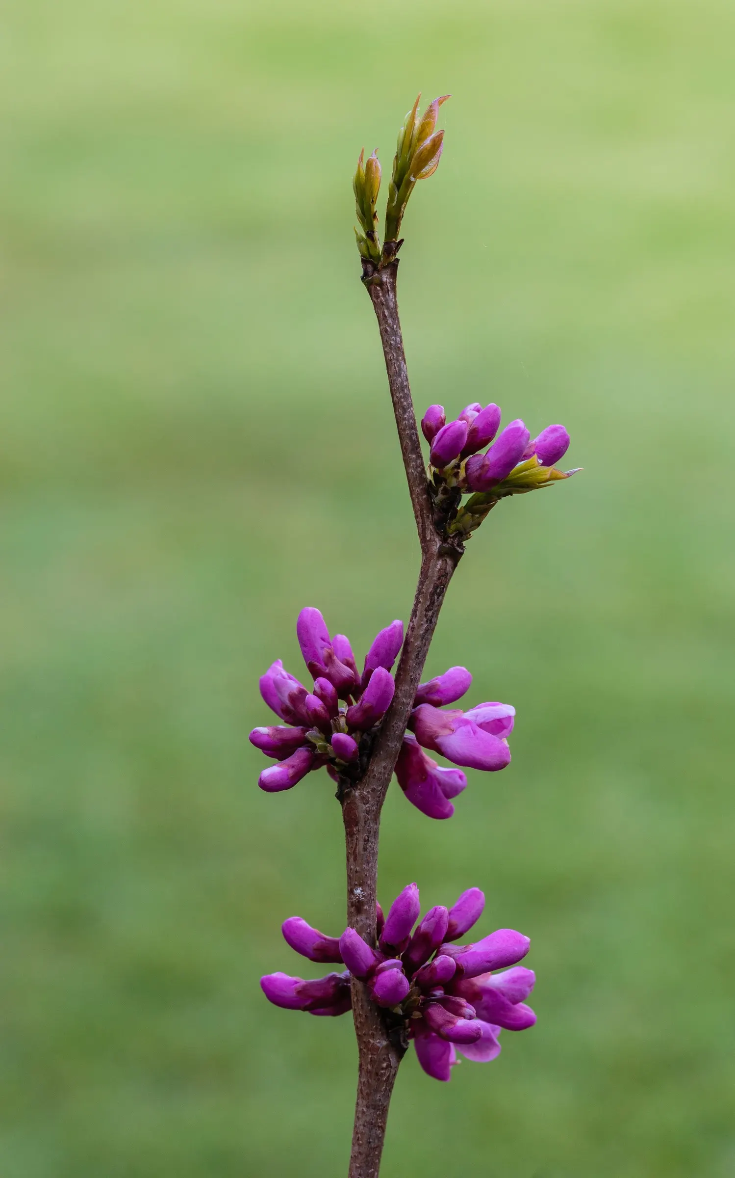 Eastern Redbud (Cercis Canadensis) — pink and red flowers in the garden