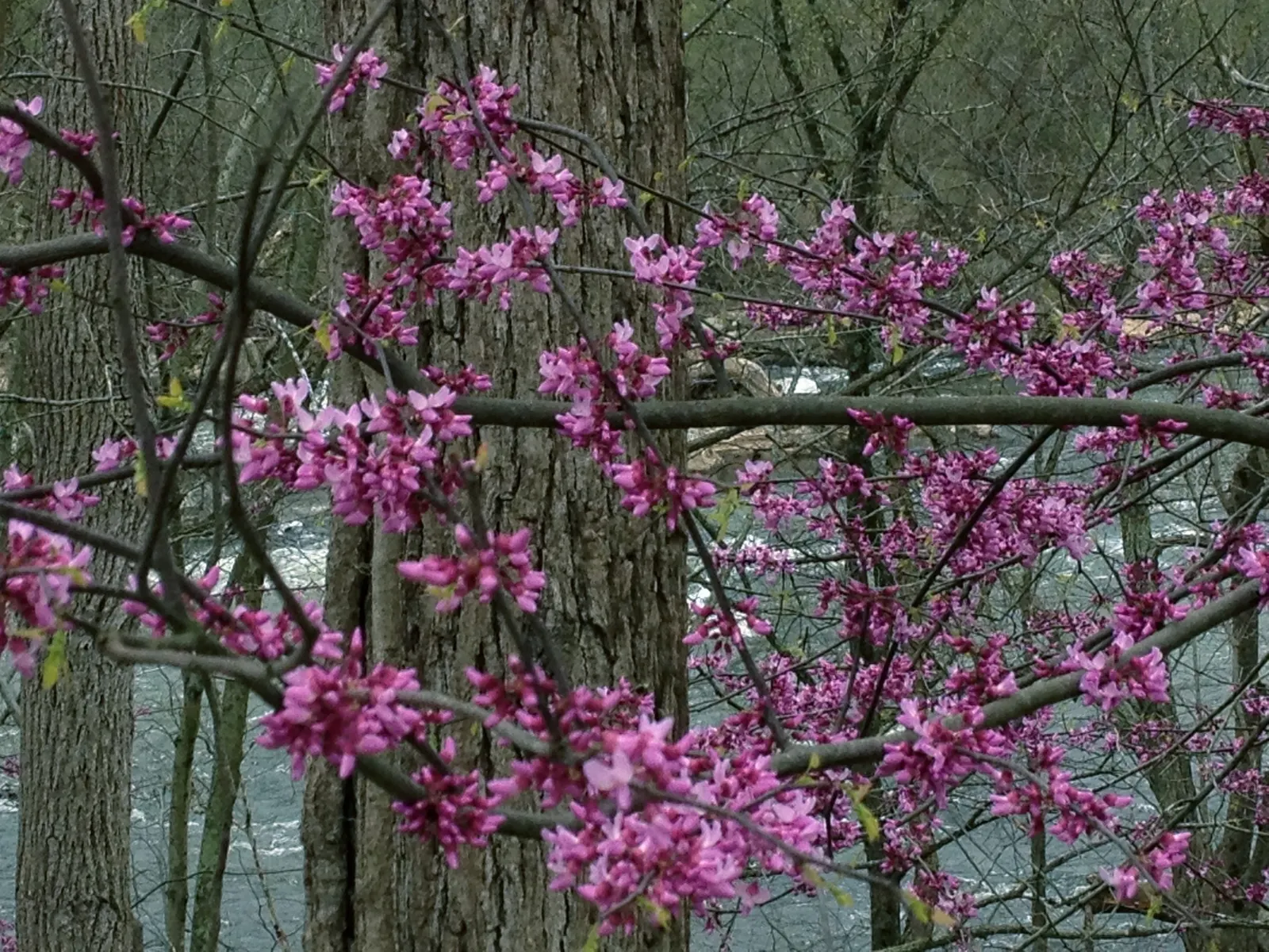 Eastern Redbud (Cercis Canadensis) — the heart-shaped leaves emerge afterward; hardy in USDA zones 4-9, it thrives in full sun to partial shade and prefers