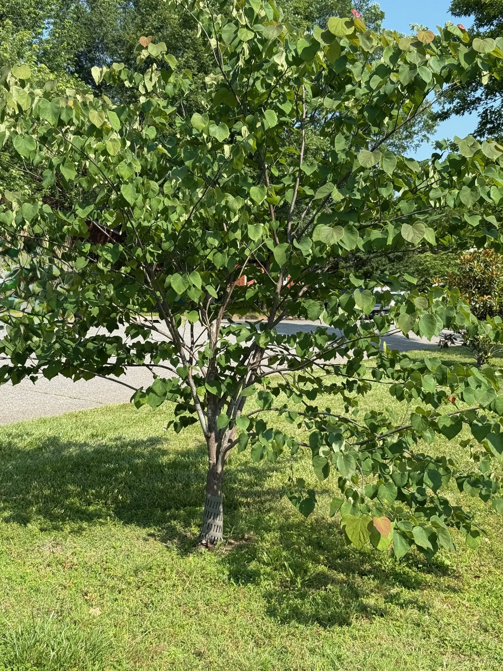 Eastern Redbud (Cercis Canadensis) — Hardy in USDA zones 4-9, it thrives in full sun to partial shade and prefers well-drained soils; eastern Redbud (Cercis