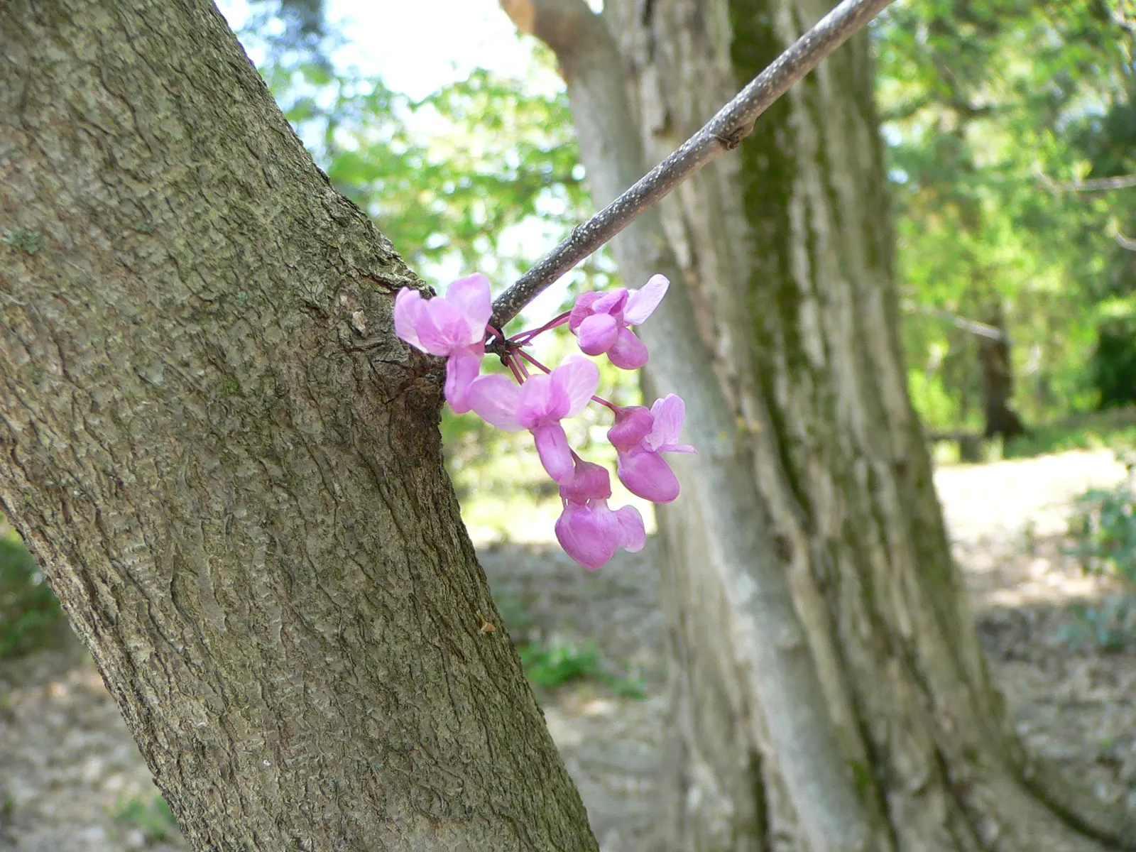 Eastern Redbud (Cercis Canadensis) — shrub / tree with pink and red blooms; native to eastern North America