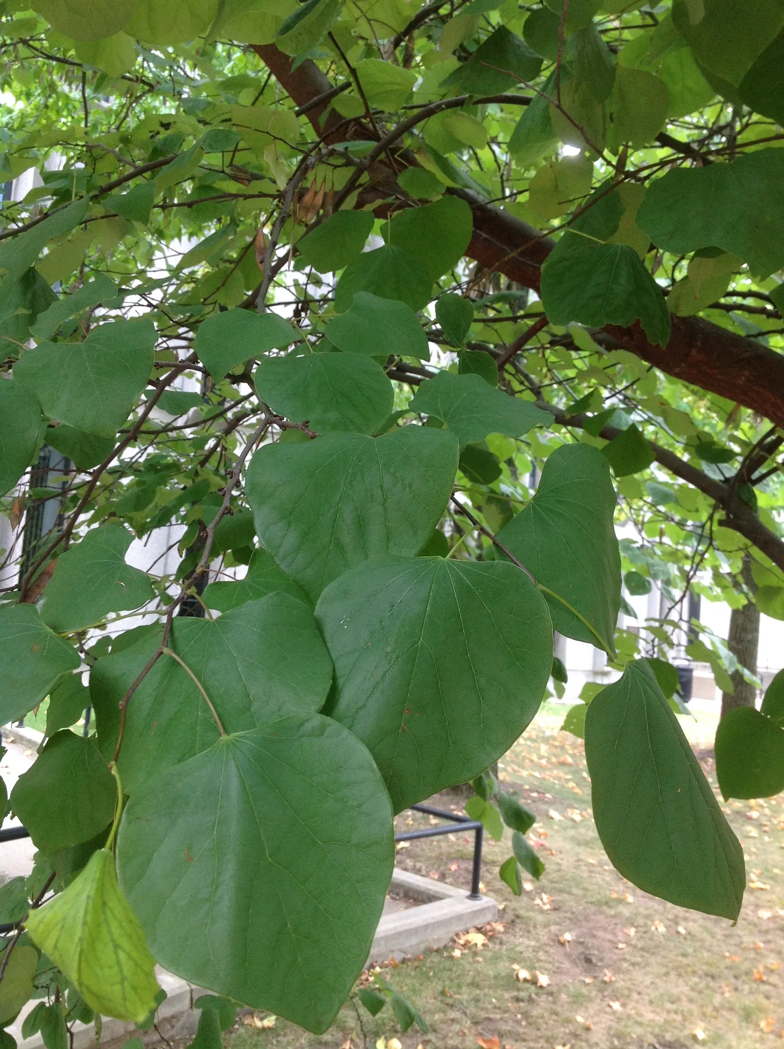 Eastern Redbud (Cercis Canadensis) — shrub / tree for full or half or shade