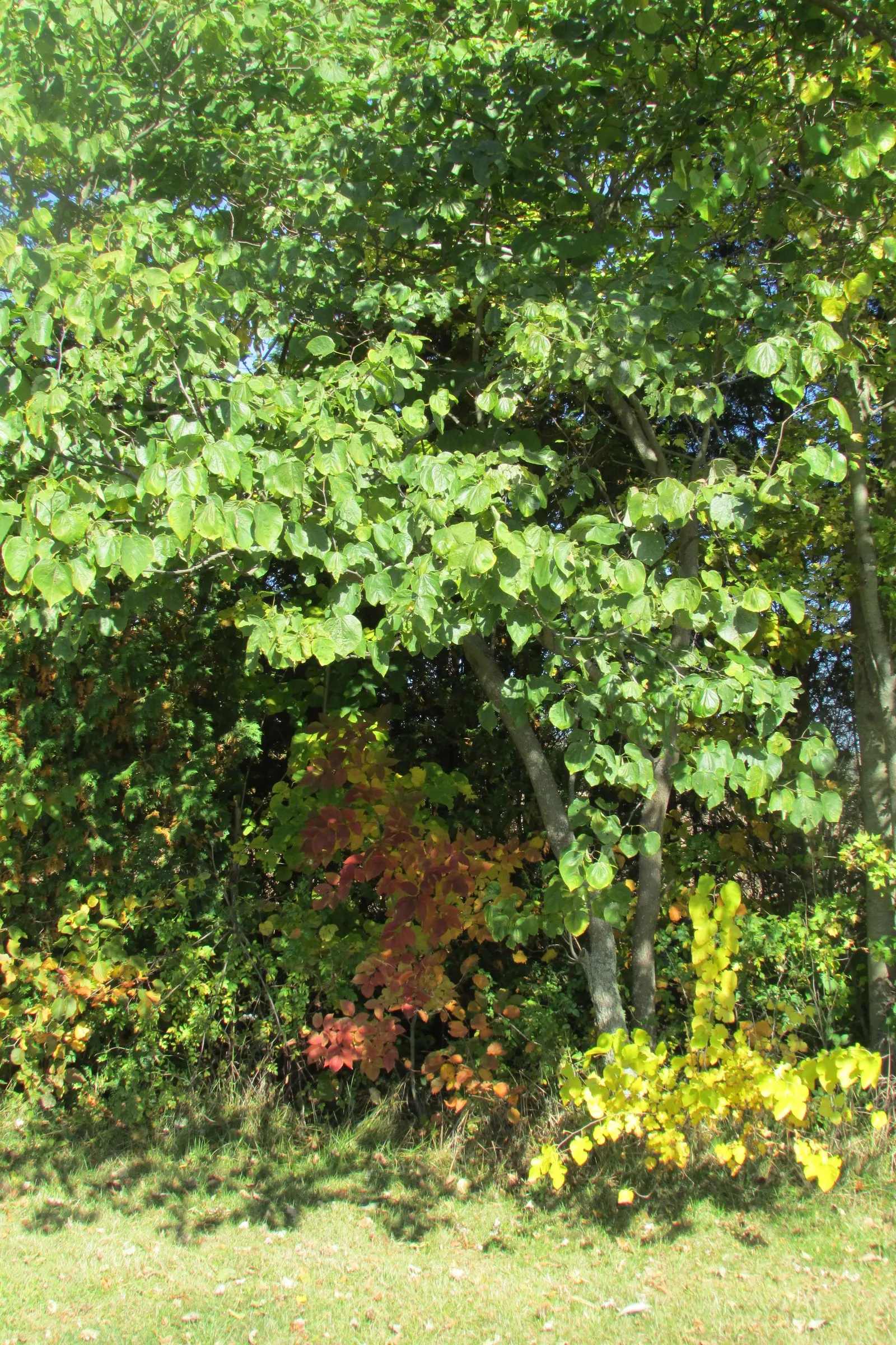 Eastern Redbud (Cercis Canadensis) — With a moderate growth rate