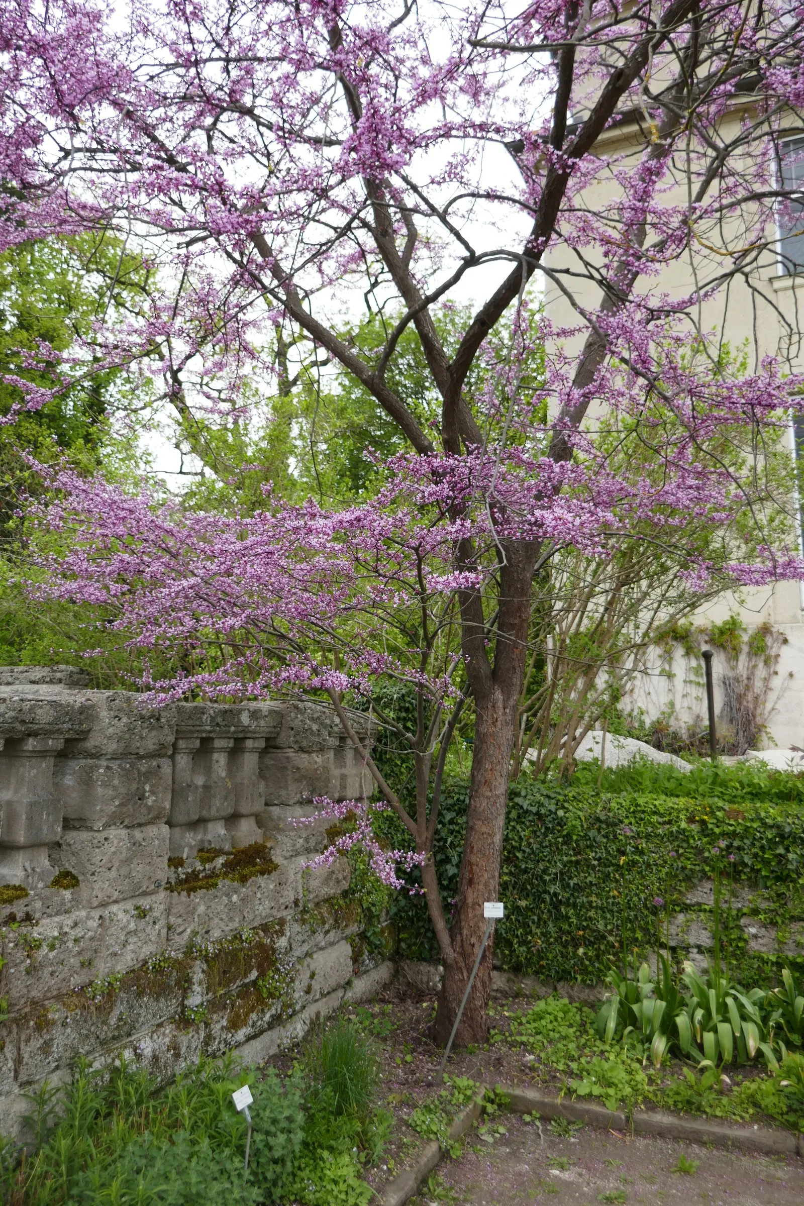 Eastern Redbud (Cercis Canadensis) — it is a low-maintenance choice ideal for small yards