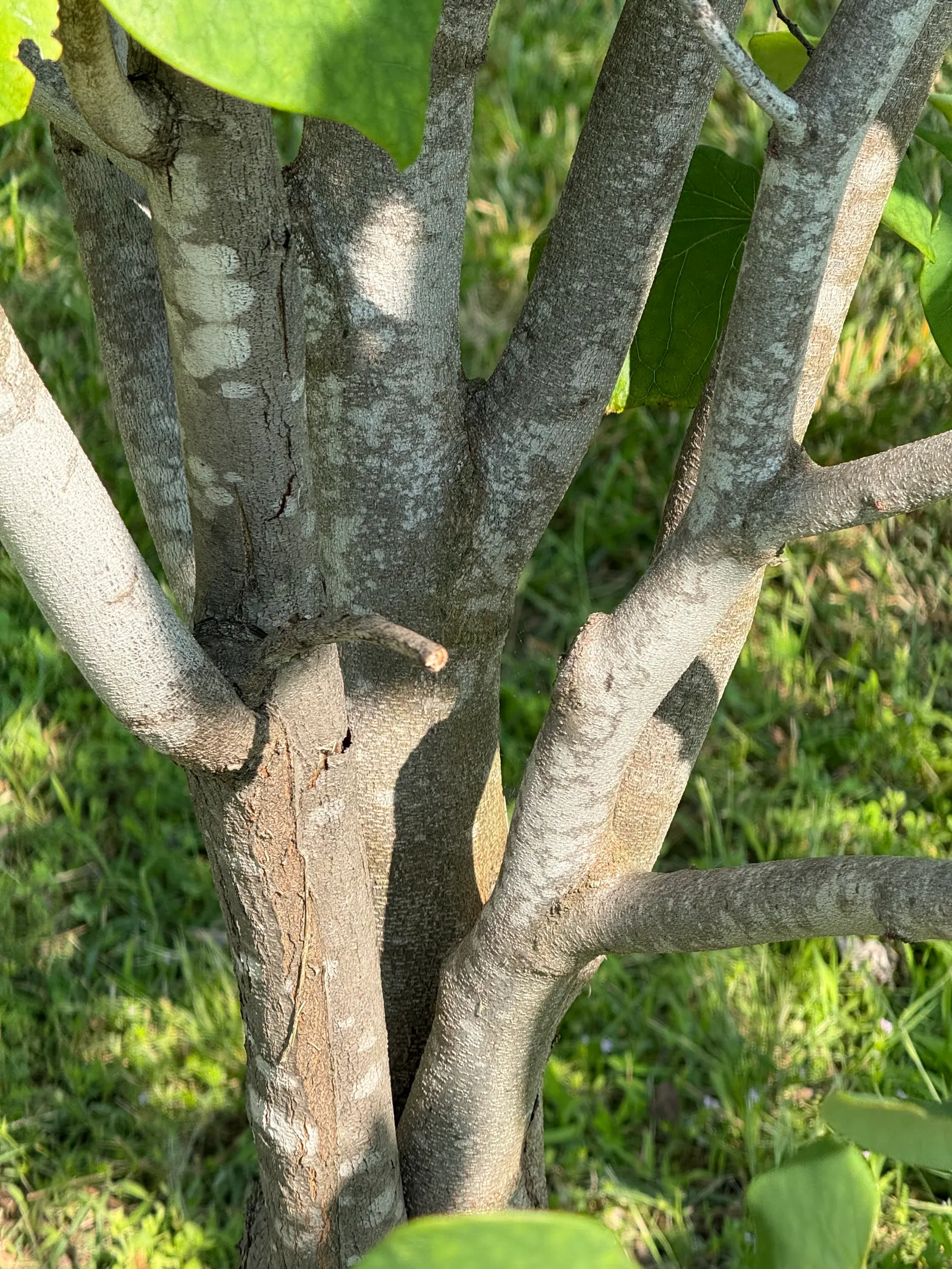 Eastern Redbud (Cercis Canadensis) — this deciduous tree typically reaches a height of 20 to 30 feet with a similar spread, image 29