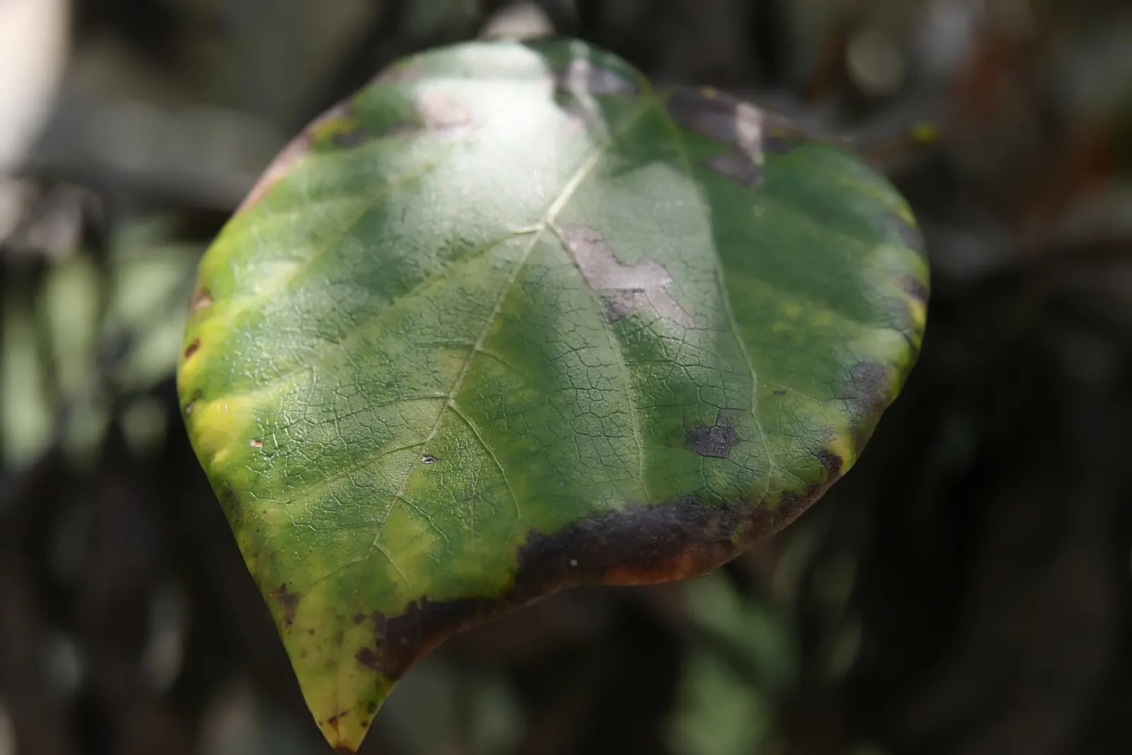 Eastern Redbud (Cercis Canadensis) — Its heart-shaped leaves are a rich green throughout the growing season; pink and red flowers in the garden, image 106