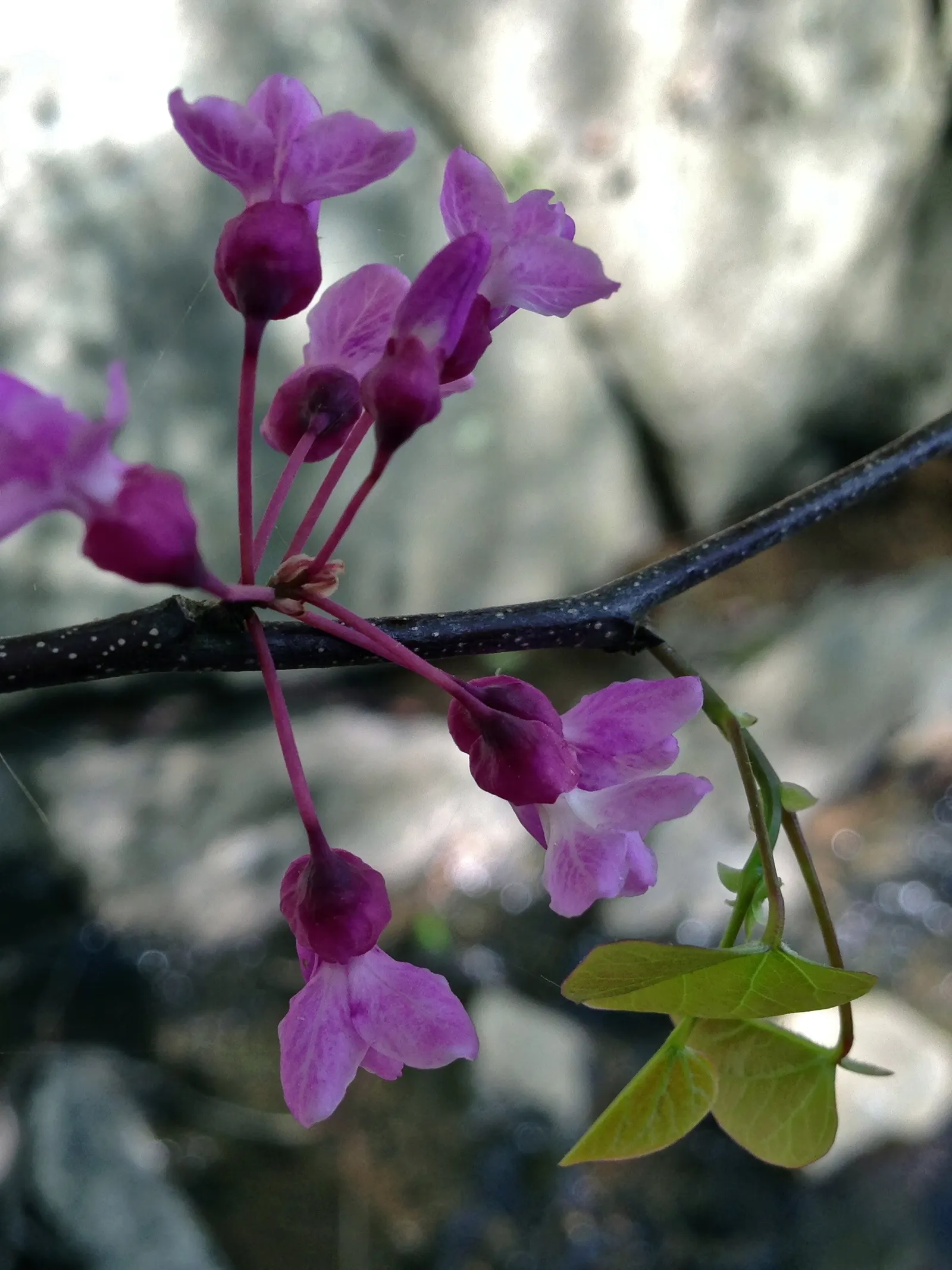 Eastern Redbud (Cercis Canadensis) — The Eastern Redbud is a celebrated addition to any landscape design; boasting a stunning floral display and year-round