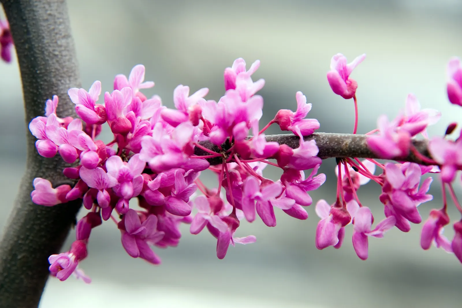 Eastern Redbud (Cercis Canadensis) — Known for its vibrant pink to magenta spring blooms; shrub / tree with pink and red blooms