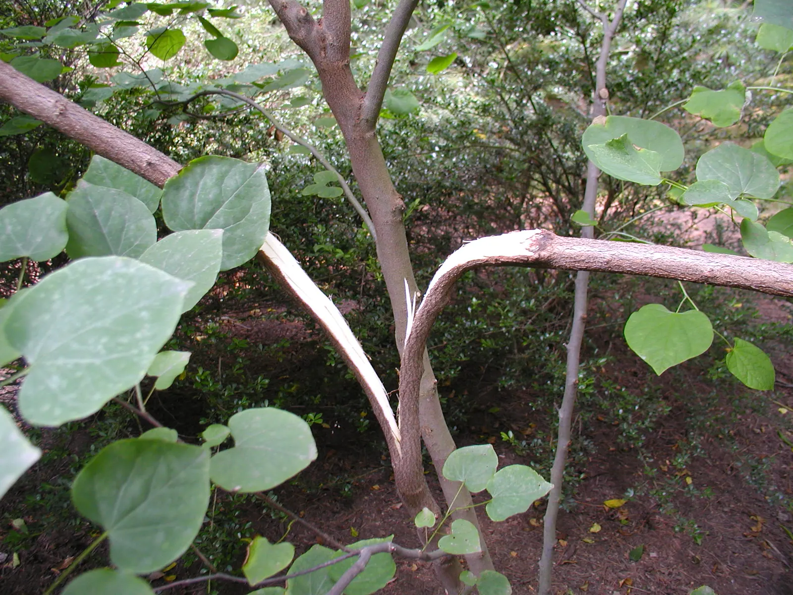 Eastern Redbud (Cercis Canadensis) — Minimal pruning is required to maintain its graceful shape