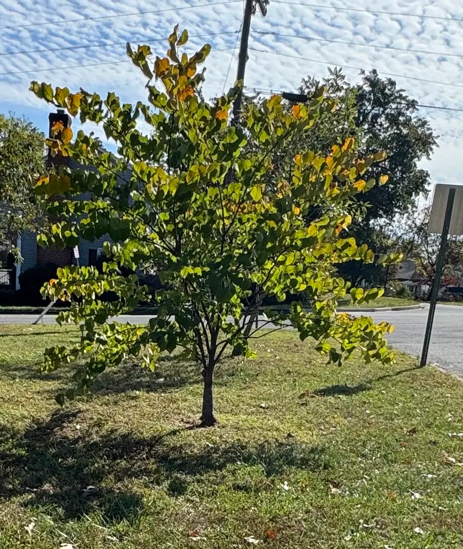Eastern Redbud (Cercis Canadensis) — Its heart-shaped leaves are a rich green throughout the growing season; pink and red flowers in the garden