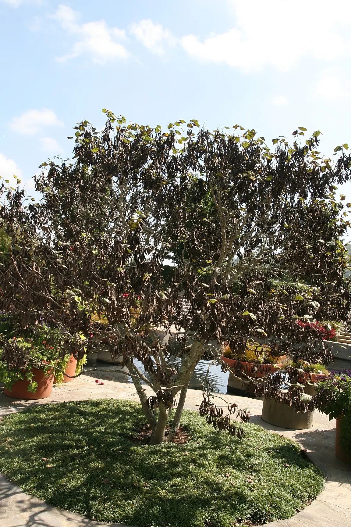 Eastern Redbud (Cercis Canadensis) — Its heart-shaped leaves are a rich green throughout the growing season